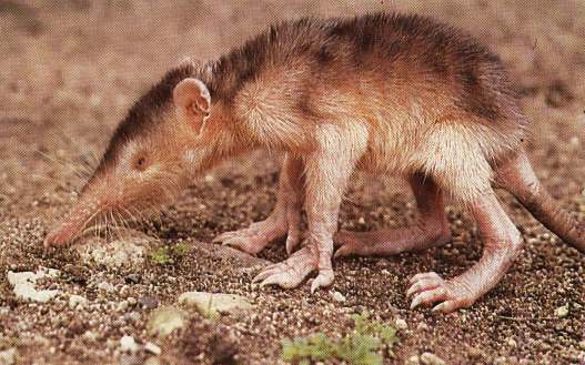 solenodon.jpg