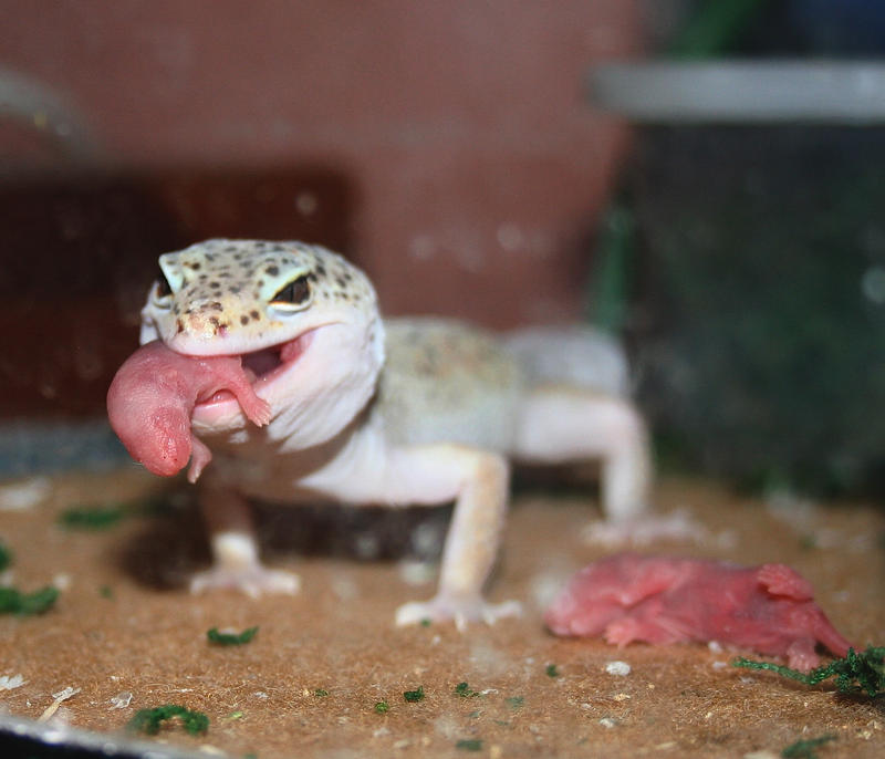 Eatin_Pinkys_by_spshlfx.jpg