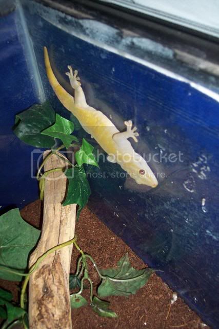 goldengecko003.jpg