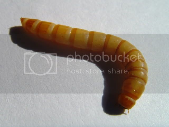 SNV38868.jpg