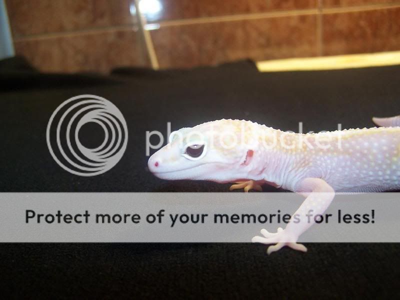 HembraC48MackSnowRAPTOR3.jpg