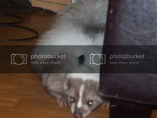 thumper018.jpg