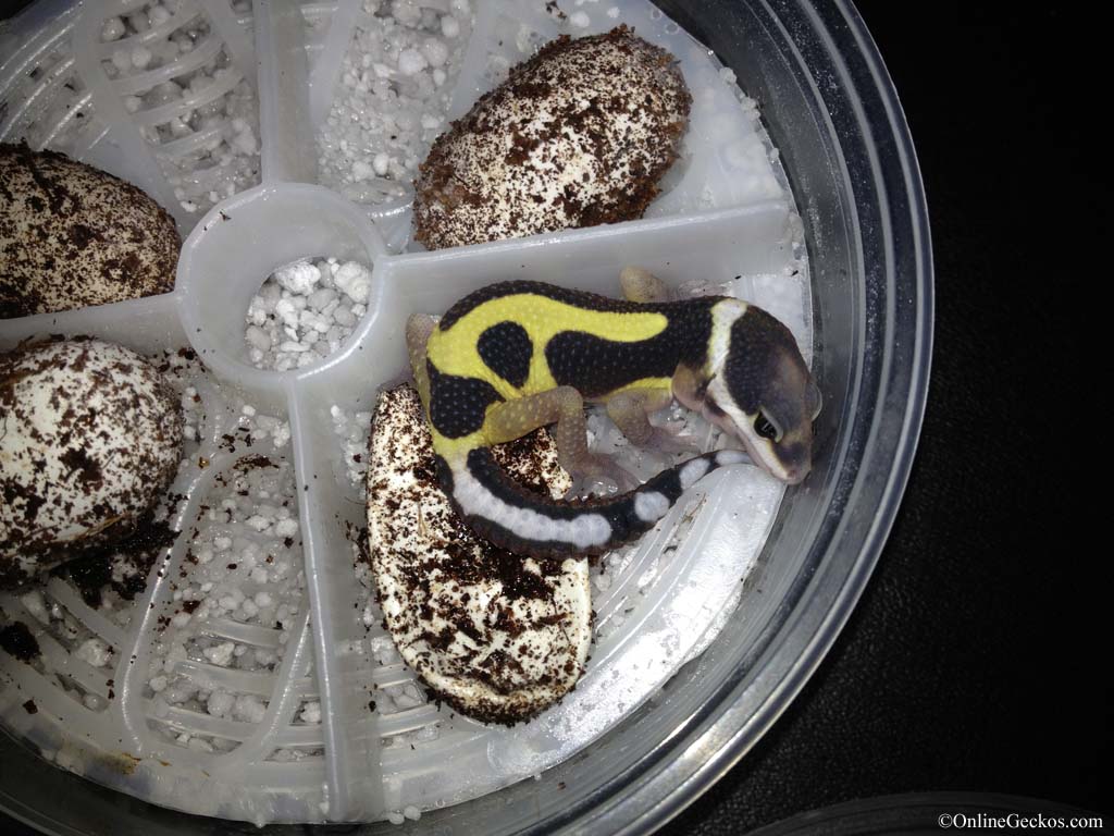 bandit-hatchling-2013.jpg