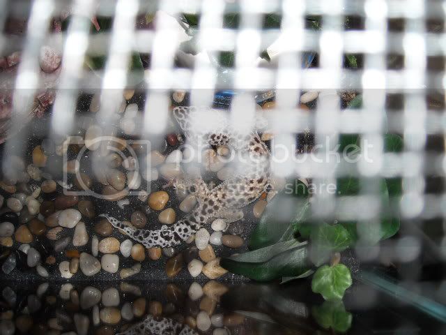 geckotail.jpg