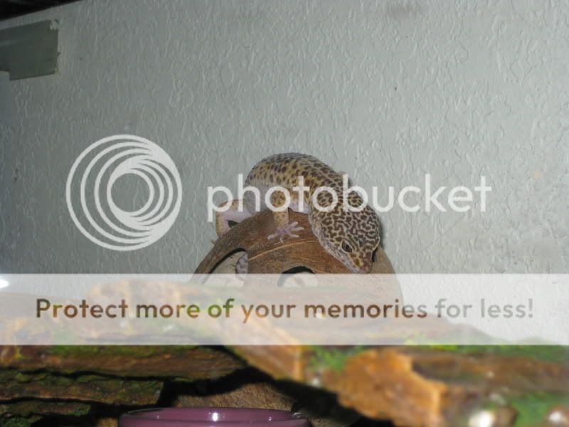 04192009004-2.jpg