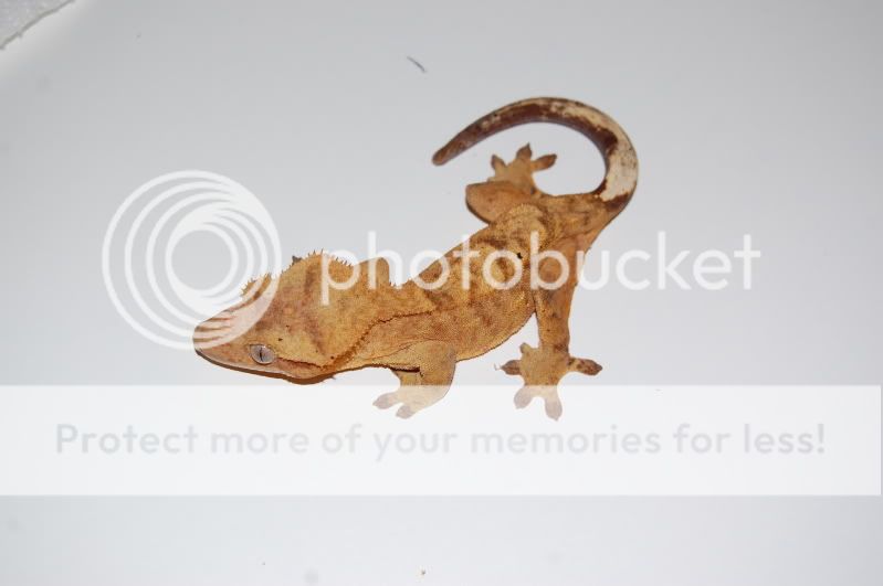 DSC_1272.jpg