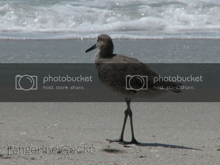 willet2.jpg