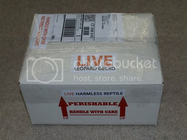 packingleos2.jpg