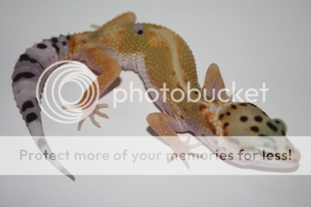 Geckos057.jpg