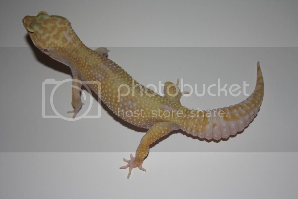 Geckos046.jpg