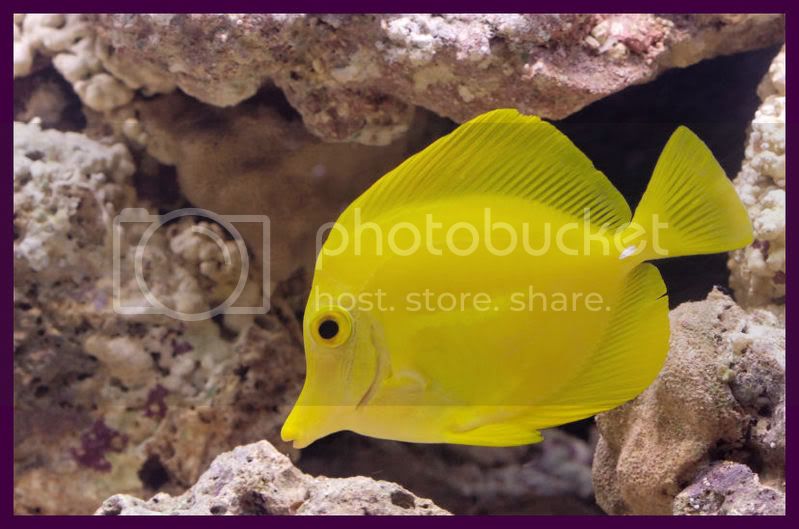 YELLOWTANG.jpg