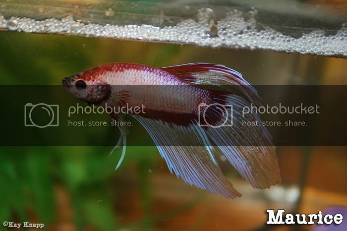 betta3-25-20081.jpg