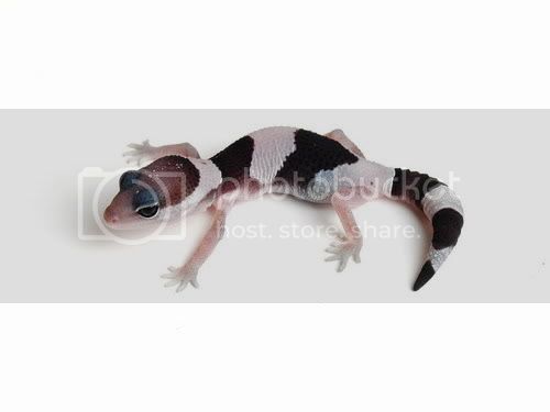 axanthic.jpg