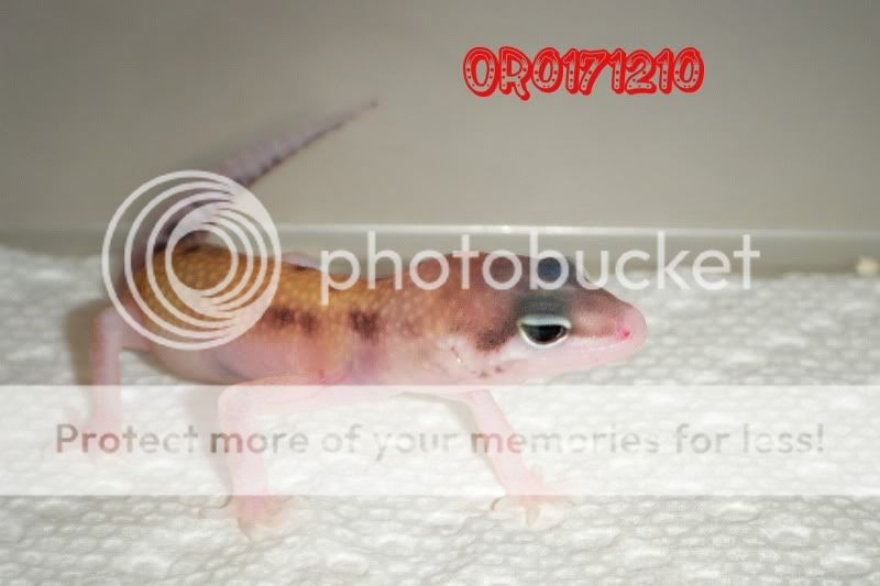 DSCF8050.jpg