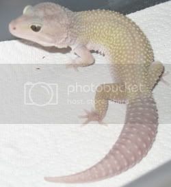 Ziggy.jpg