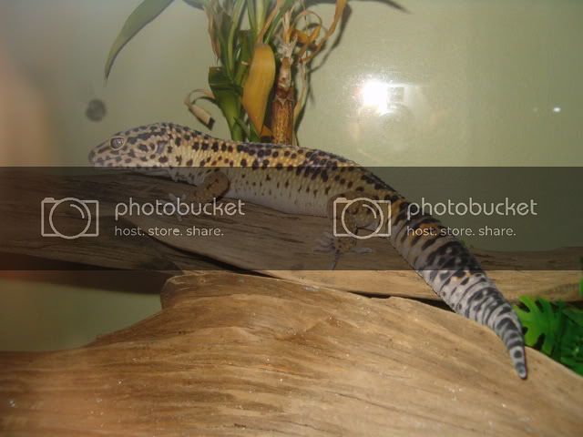 handlinglucipherpics001.jpg