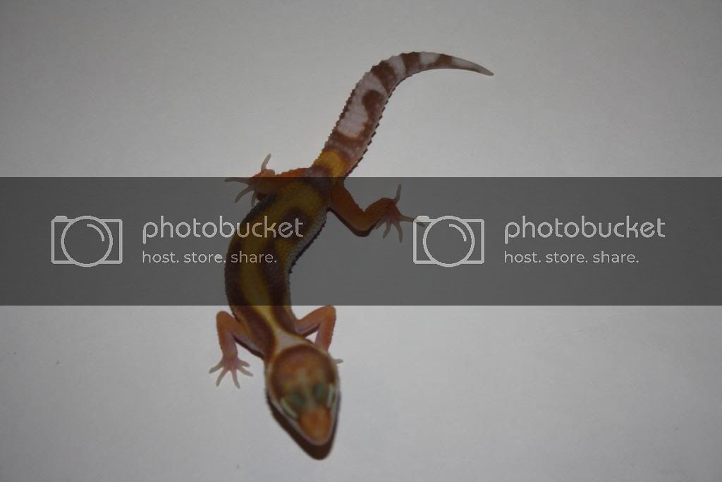 Geckos032.jpg