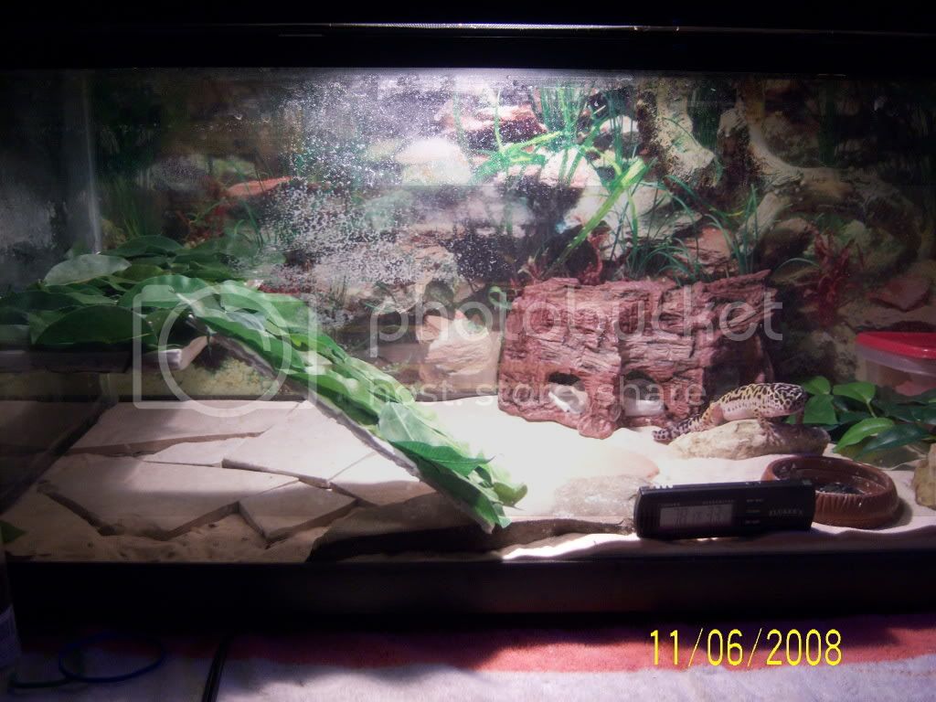 Leopardgecko007.jpg