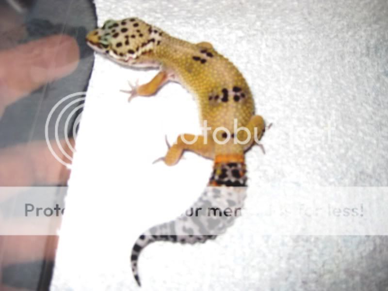 kidsandpets09026.jpg