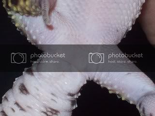 geckos007.jpg