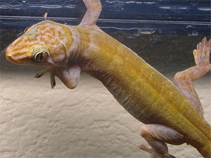 geckotime.com