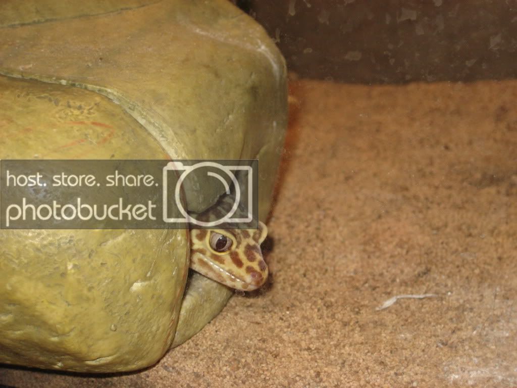 gecko002.jpg