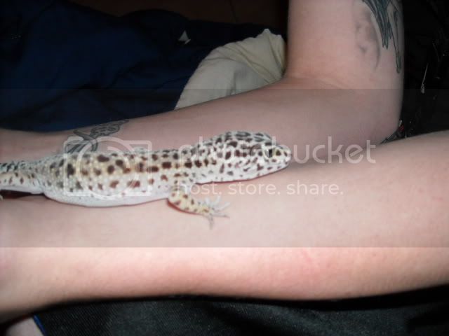 geckosideview.jpg