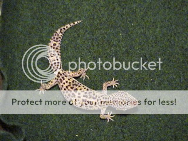 DSC00068.jpg