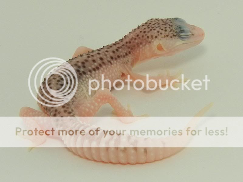 GeckosJune2011103.jpg