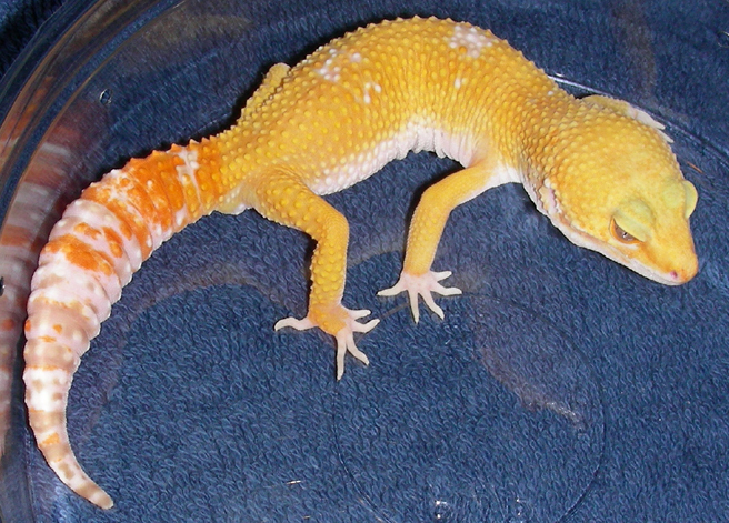 140849Sunglow_Geckos_Male_003.jpg