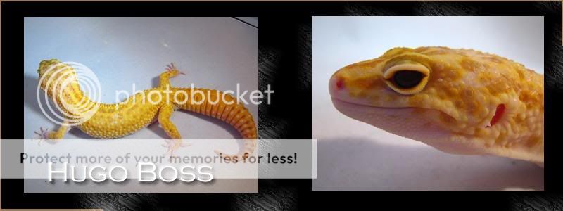 HugoBoss.jpg