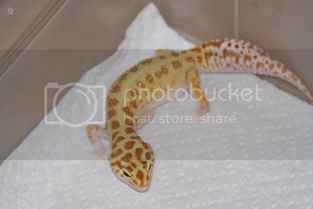 geckos-141.jpg