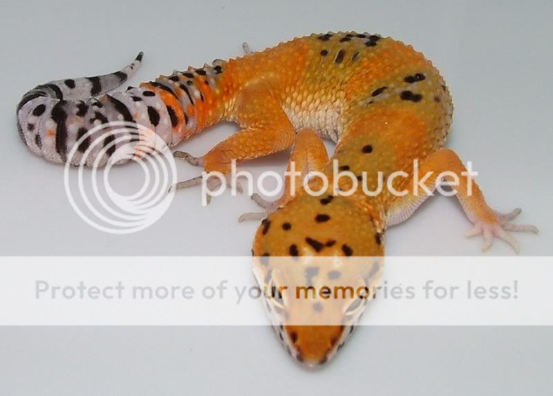 GeckoSales07122.jpg