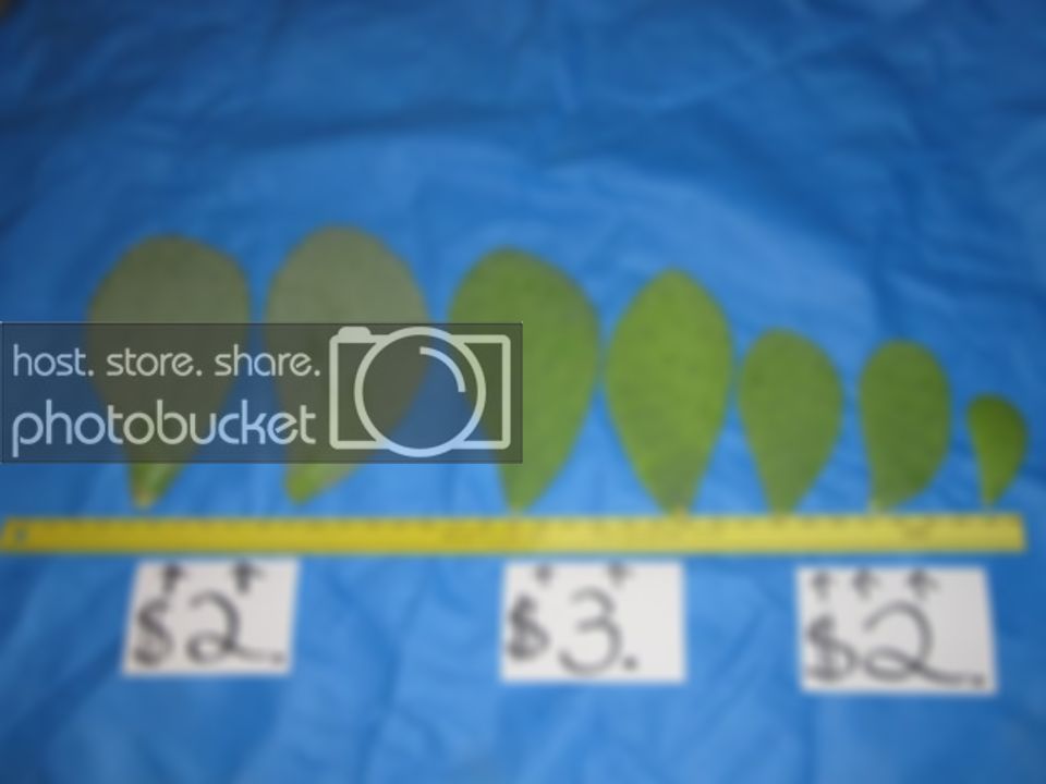 Cactus005.jpg