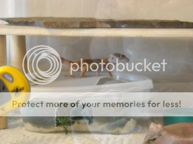 DSCN6878-1.jpg