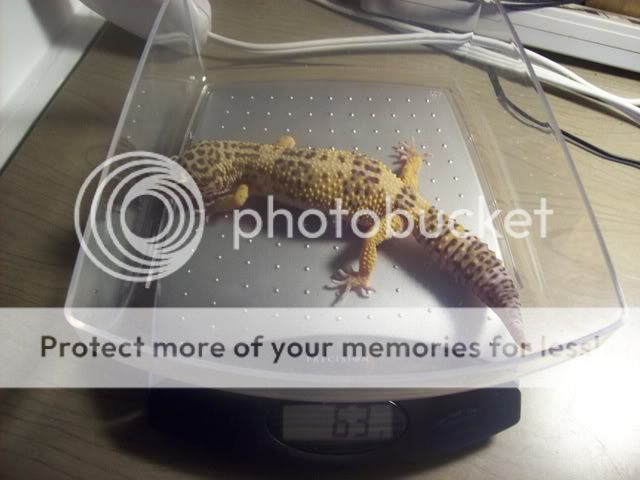 geckos009-1.jpg