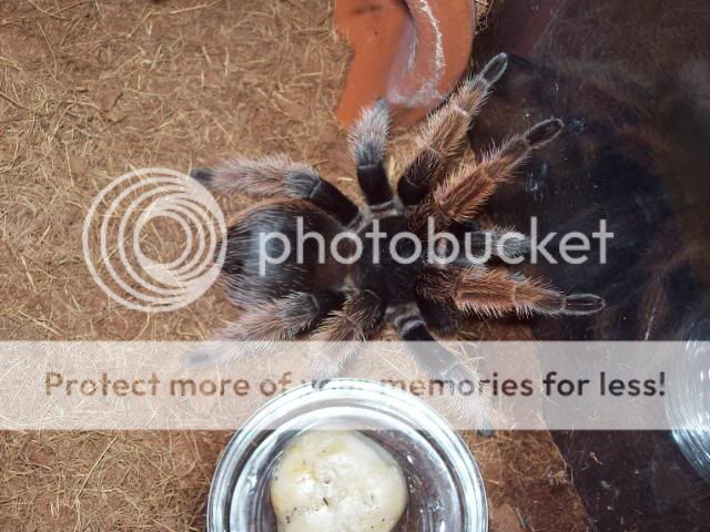 spiderpictures014.jpg