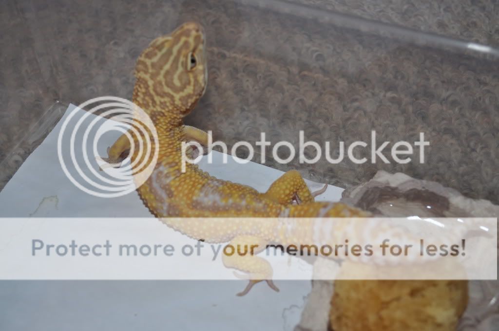 JungleTremper.jpg