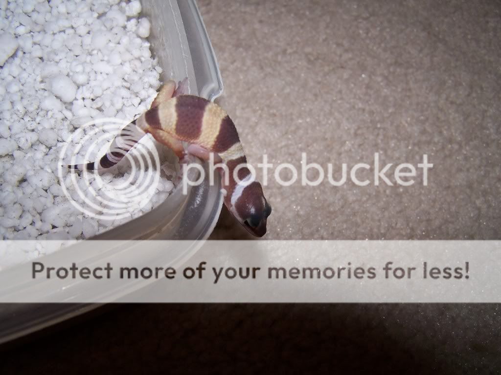 Leopardgecko030.jpg