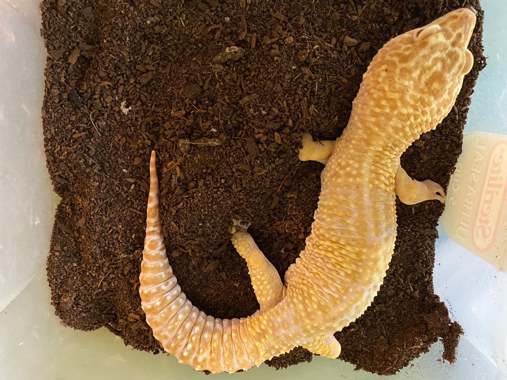 www.geckotime.com