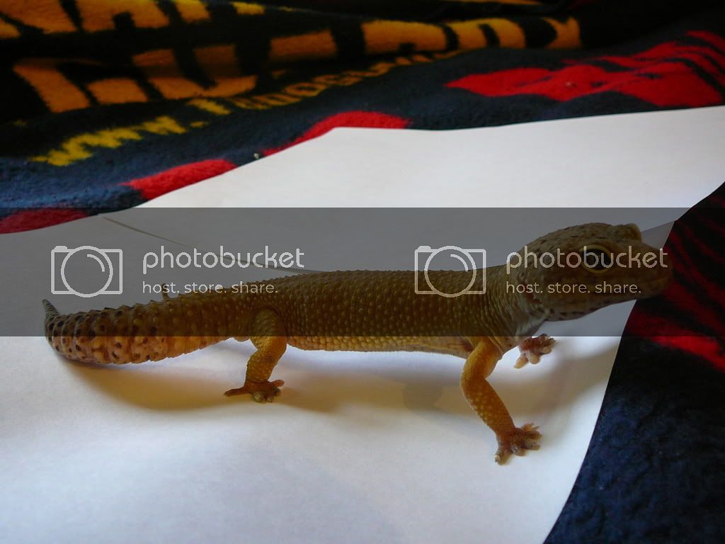 Geckos003.jpg