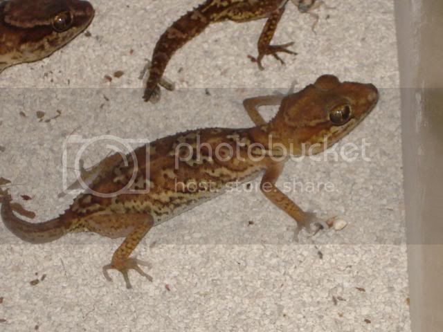 geckoniaenparoedura099.jpg