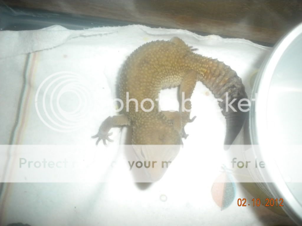 Geckos041.jpg