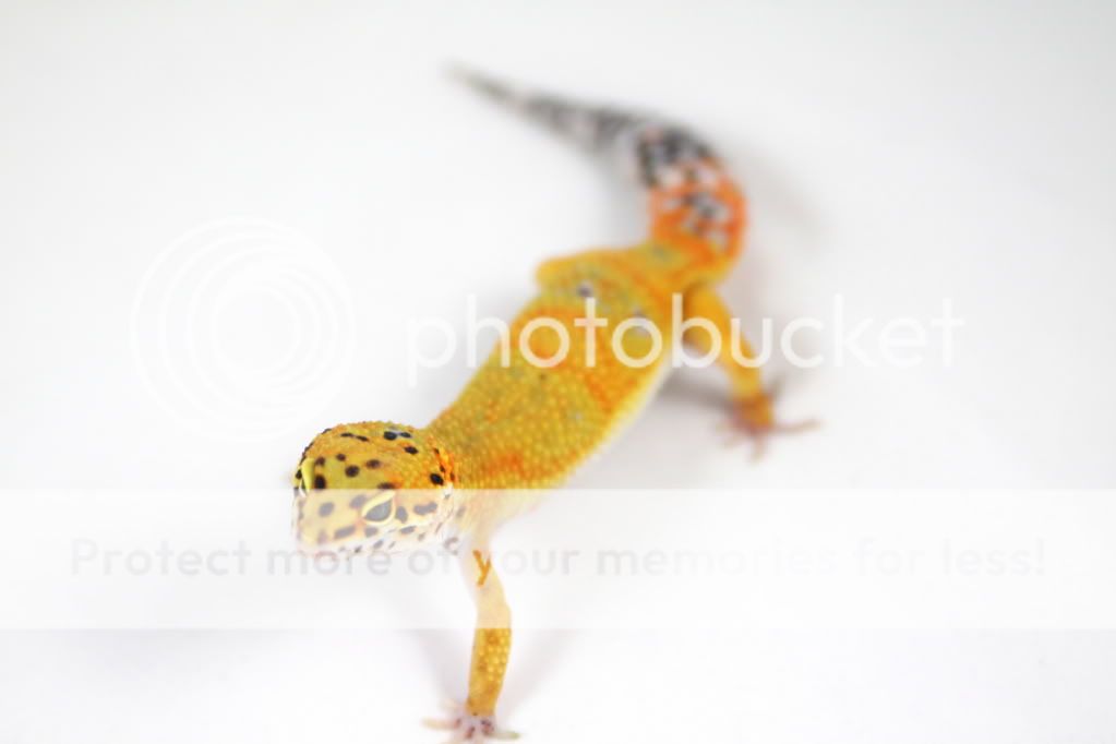 Tangerine45g2.jpg
