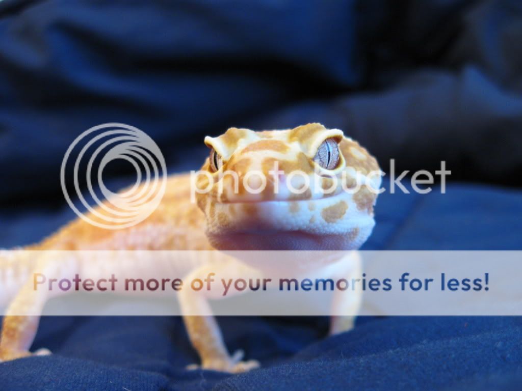 Leopardgeckos219.jpg