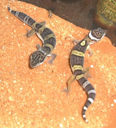 59114geckos1-17a.jpg