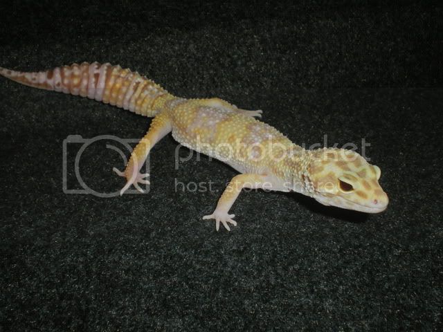 fondogeckos028.jpg