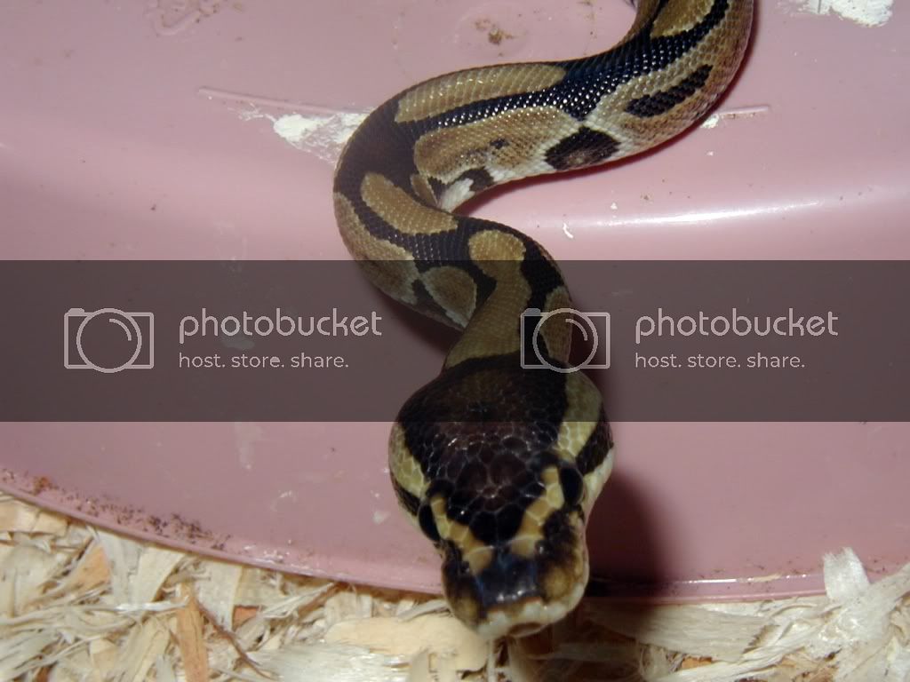 hetgstripe3.jpg