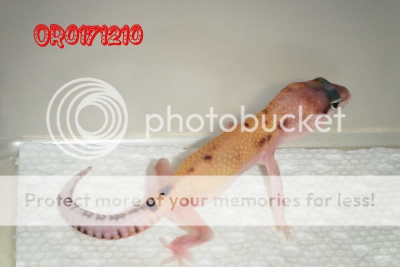 DSCF8055.jpg