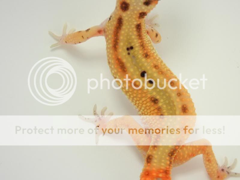 GeckosMay2011128.jpg